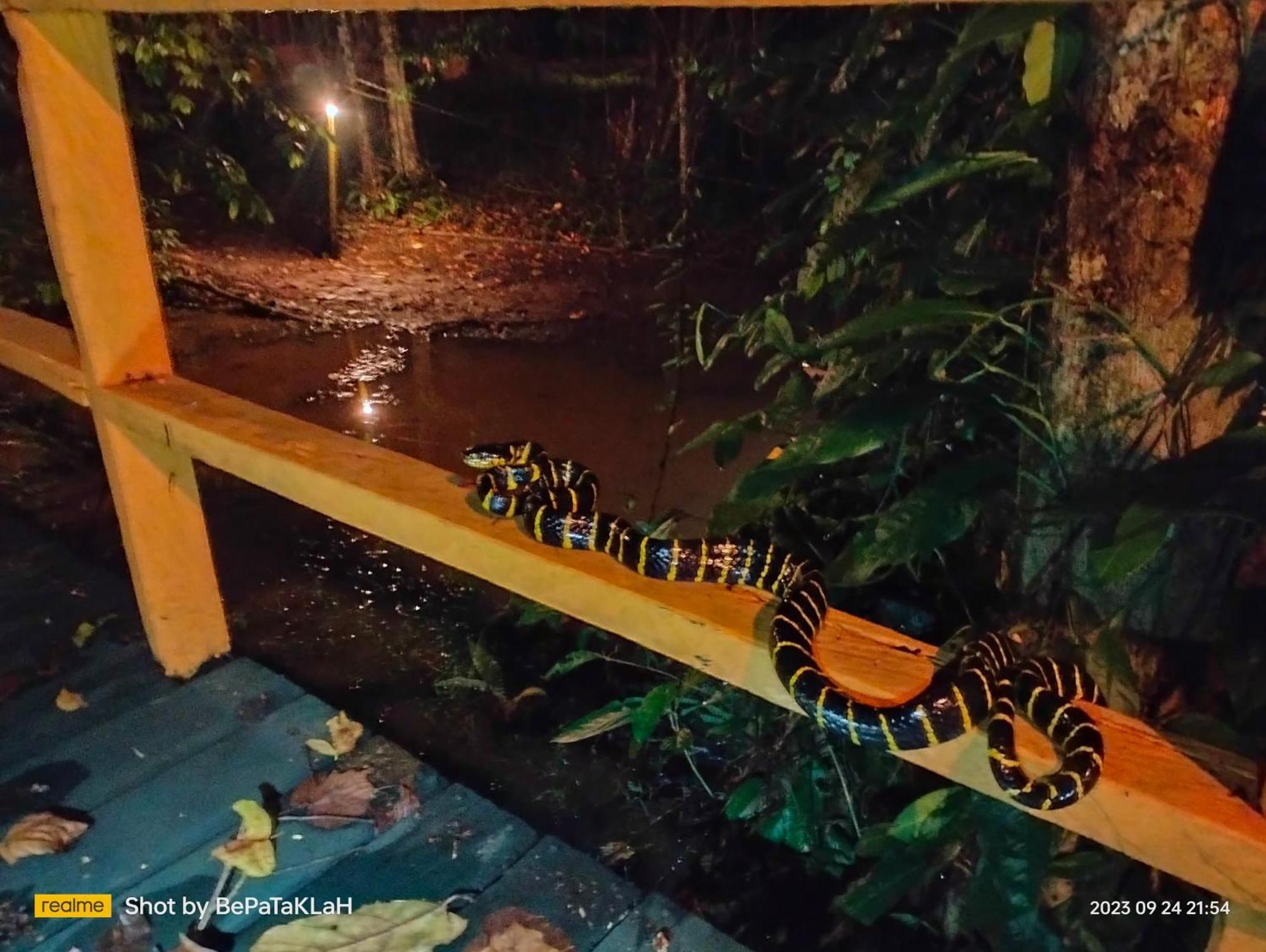Borneo Jungle Adventure Villa Kinabatangan Exterior photo