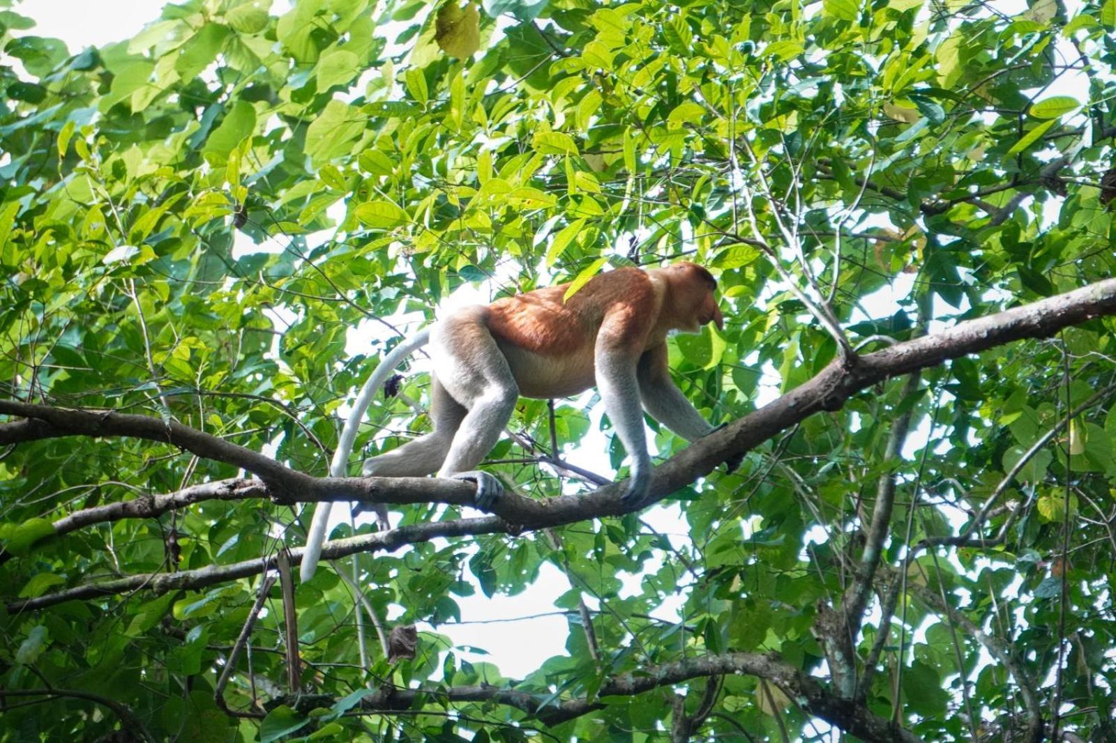 Borneo Jungle Adventure Villa Kinabatangan Exterior photo