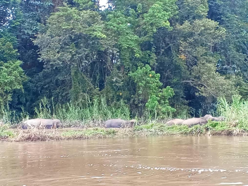 Borneo Jungle Adventure Villa Kinabatangan Exterior photo